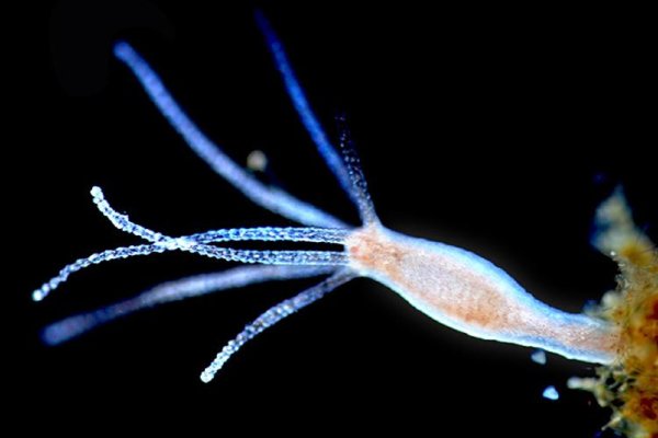 Kraken даркнет gigageek ru
